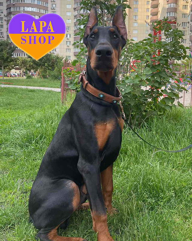 чорний доберман