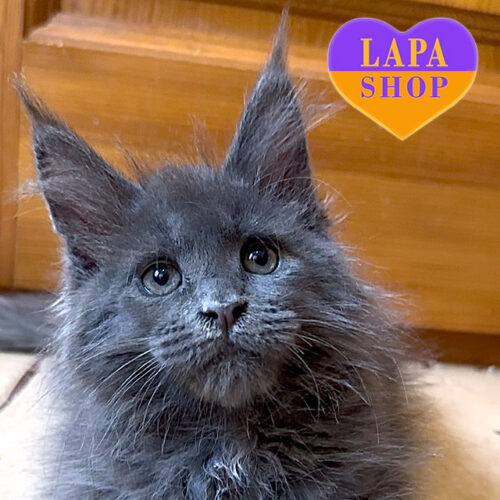 Голубой красавец породы мейн-кун Loki