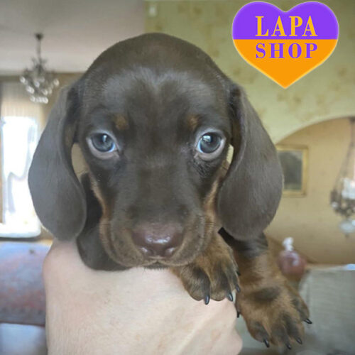 Maestro Mint Gingerbread — очаровательный мальчик породы кроличья гладкошерстная такса