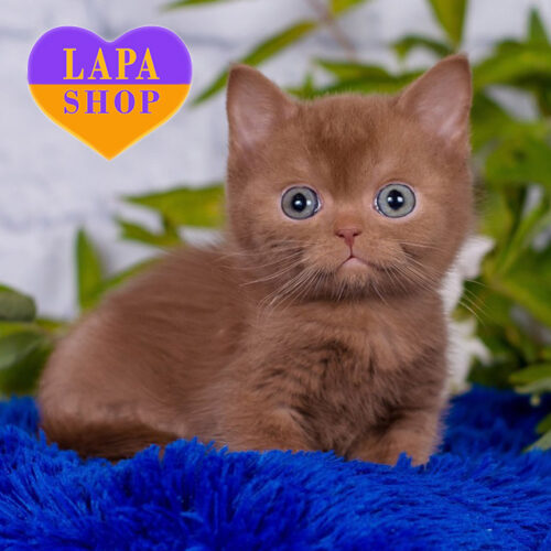 Marcus — Elegant British Shorthair Gentleman