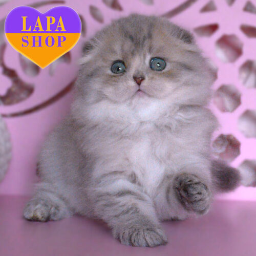 Marfusha — шотландская вислоухая леди ждет свою семью