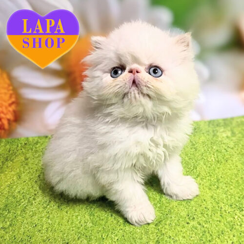 Марс — милий перський котик кремового забарвлення