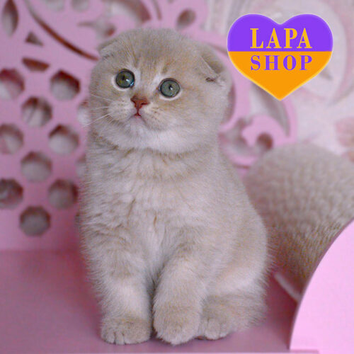 Marseille — Cute Scottish Fold Cat in a Luxurious Coat