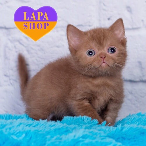 Marsel — Charming British Shorthair Cat Is Waiting for His Family