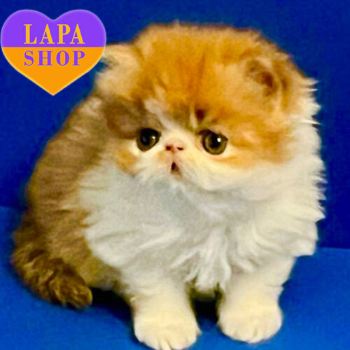 Marta — Elegant Persian Kitten