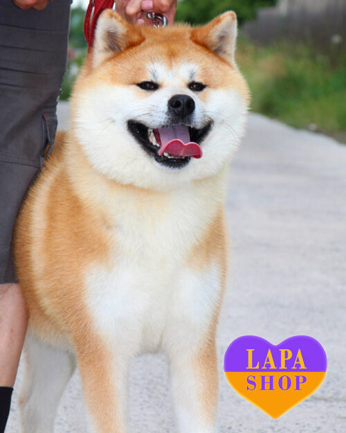 рудо-білий акіта-іну