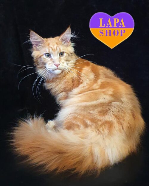 Archie is a Luxurious Maine Coon Cat in a Bright Red Fur Coat