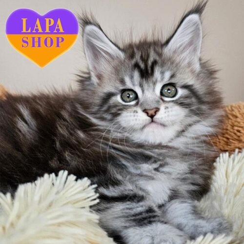 Миле кошеня мейн-кун елегантного сріблясто-мармурового забарвлення Casper