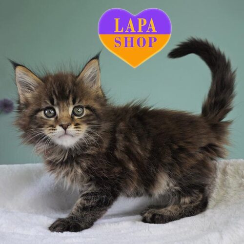 Diego – красавчик породы мейн-кун в мраморной шубке