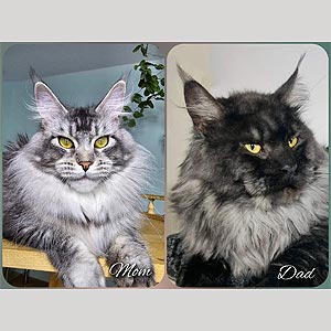 Diego – красавчик породы мейн-кун в мраморной шубке mco dm