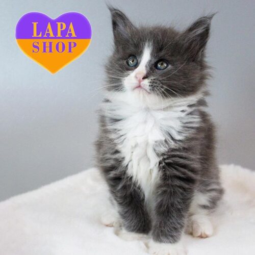 Миле кошеня породи мейн-кун Klaus