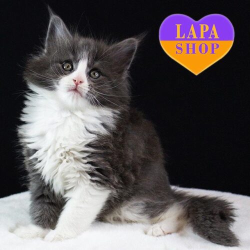 Koko Shanel — чарівна кішечка породи мейн-кун в ефектному блакитно-білому забарвлені