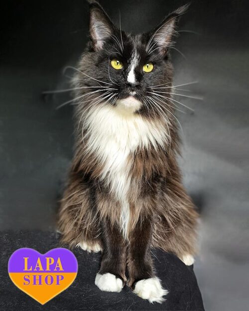 чорно-біла кішка мейн-кун