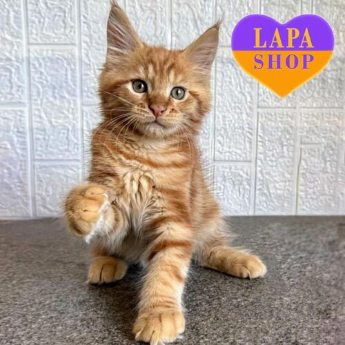 Cute Maine Coon Kitten in a Bright Red Fur Coat Marvel