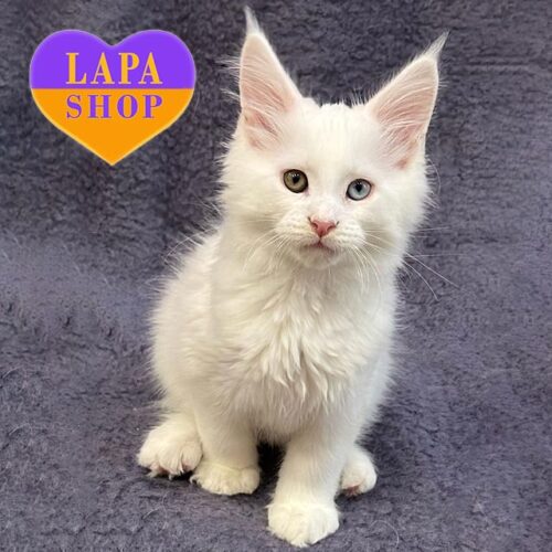 Максик — чарівне кошеня породи мейн-кун з розкішними різнокольоровими оченятами