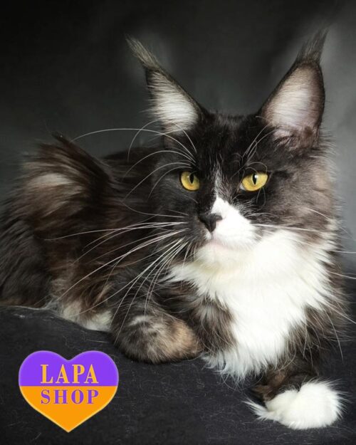 димно-біла кішка мейн-кун