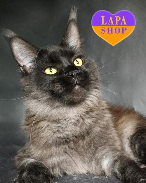 димна кішка мейн-кун