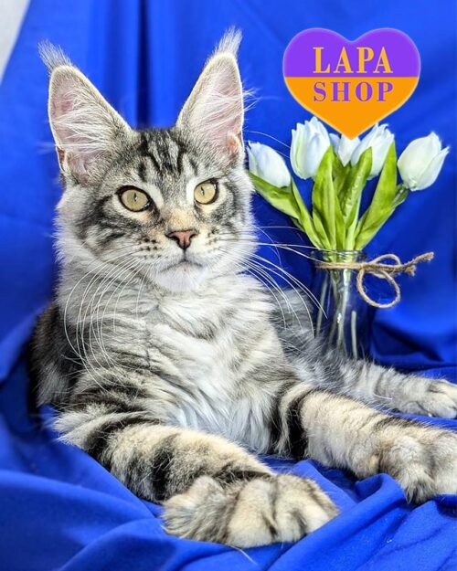 мармуровий мейн-кун