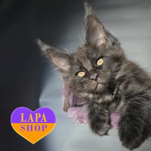 Роскошный котенок породы мейн-кун в дымной шубке Ocean