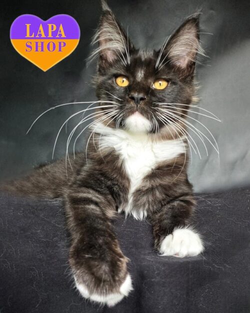 димн-біла кішка мейн-кун