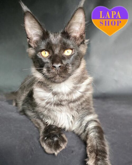 димний мейн-кун