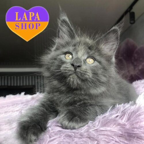 Rafaela — изящная кошечка породы мейн-кун с эффектным голубым дымным окрасом