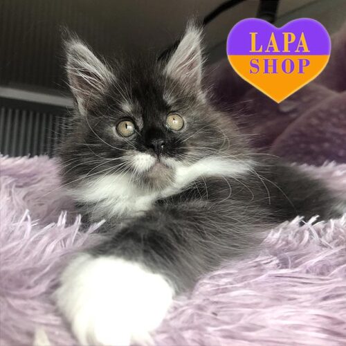 Maine Coon Beauty in a Luxurious Smoke and White Fur Coat Regina