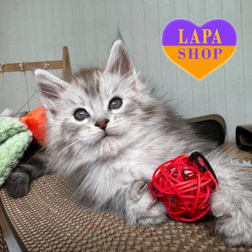 Чарівне кошеня породи мейн-кун з ефектним сріблясто-плямистим забарвленням Тімбі