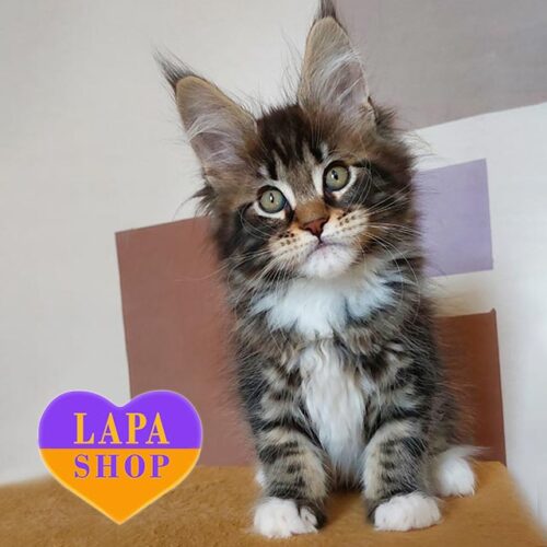 Очаровательный котенок породы мейн-кун в мраморно-белой шубке Usman