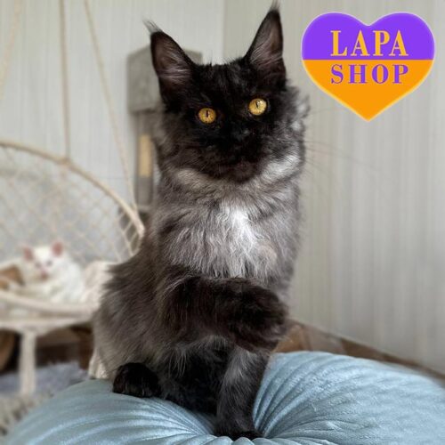 Вейла – красавица породы мейн-кун в роскошной дымной шубке