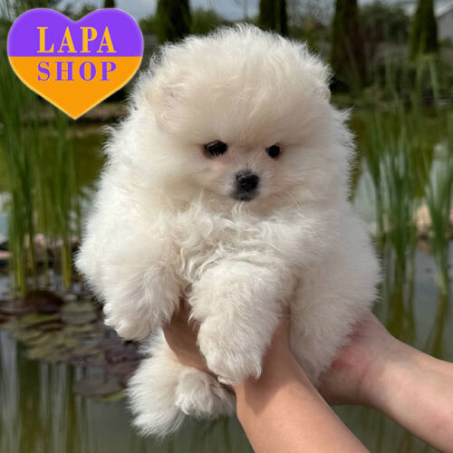 Мишель – белая красавица породы померанский шпиц