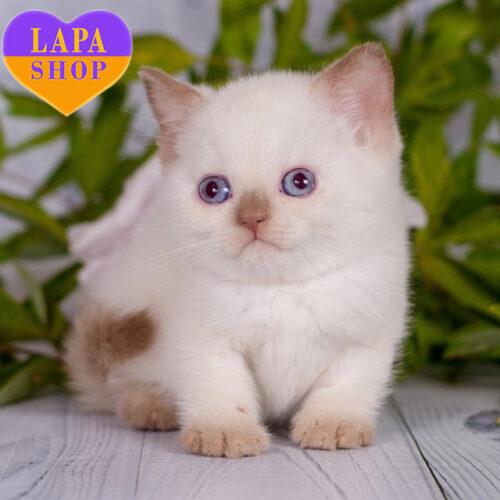 Milky Way — Sweet British Shorthair Cat