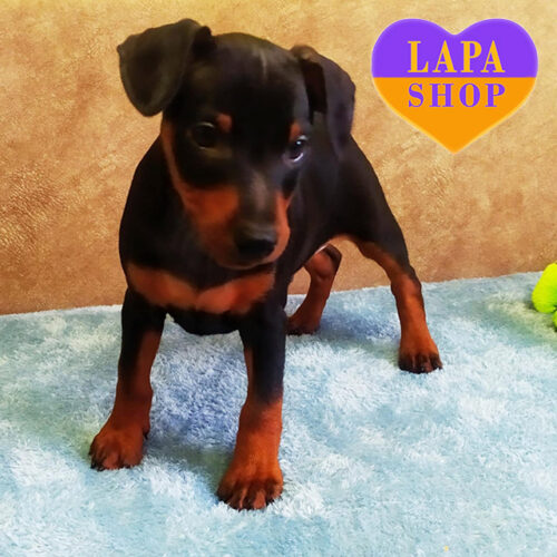 Чорний красунчик породи мініатюрний пінчер