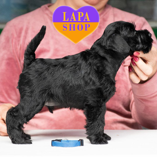 Miniature-Schnauzer-01