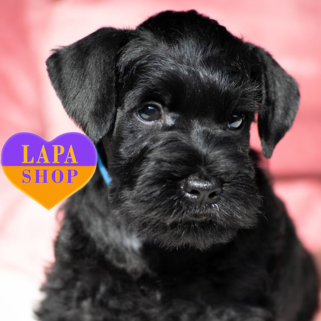 Miniature-Schnauzer-02