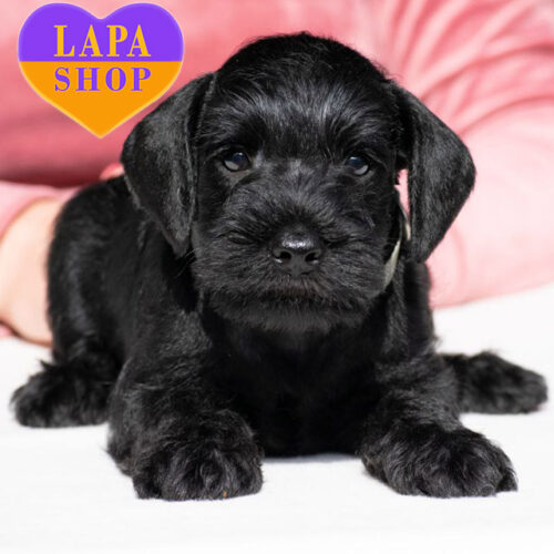 Очаровательный красавец породы цвергшнауцер черной окраски