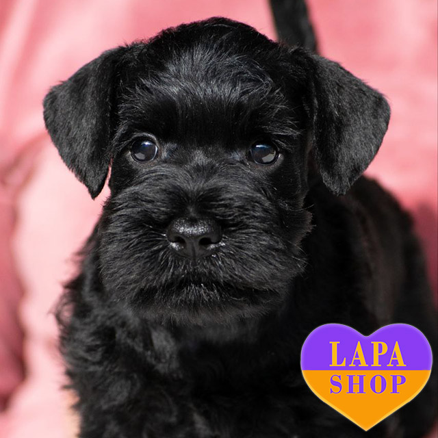 Miniature-Schnauzer-03