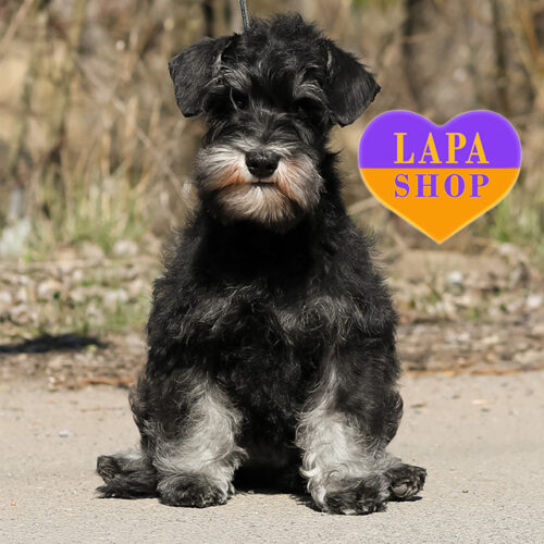 Olivija – элегантная черная девочка породы цвергшнауцер