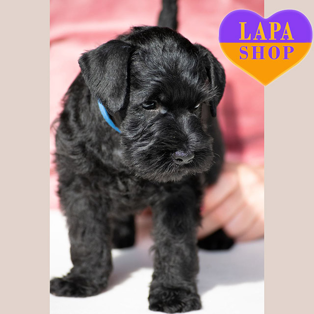 Miniature-Schnauzer-04