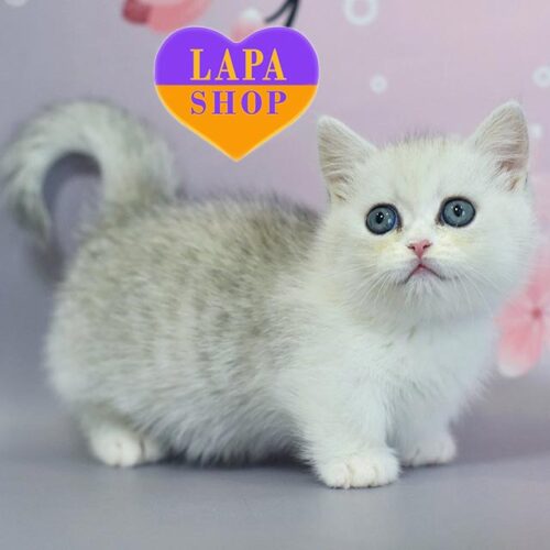 Очаровательная кошечка породы менуэт Malwa