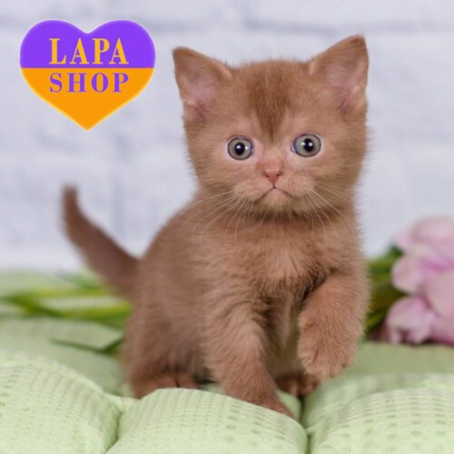 Mishel — Lovely British Shorthair Lady