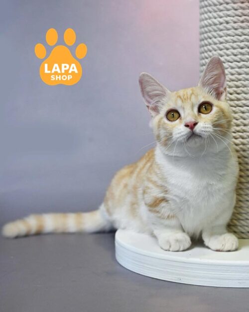 біло-рудий манчкін