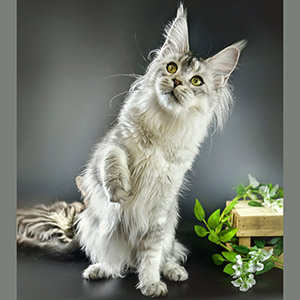 Милий котик мейн-кун Randi mom 15