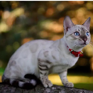 Rihanna — чарівна бенгальська кішечка рідкісного забарвлення mom 7