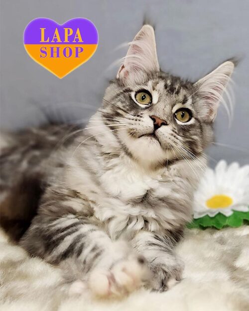 мармурово-черепахова кішка мейн-кун