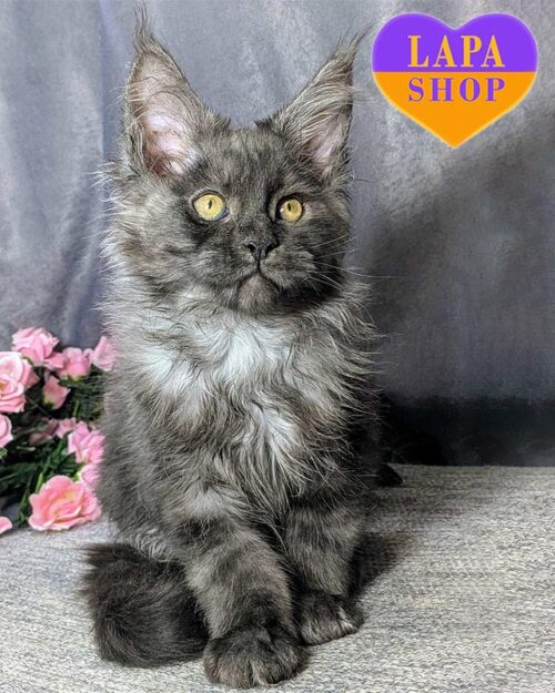 димний мейн-кун