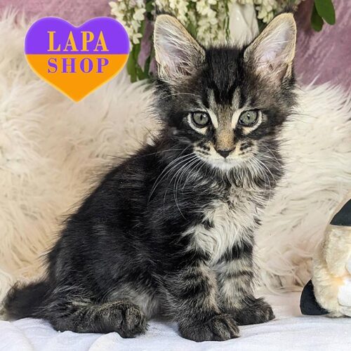 Nimbus — очень яркий котенок породы мейн-кун от крупной пары