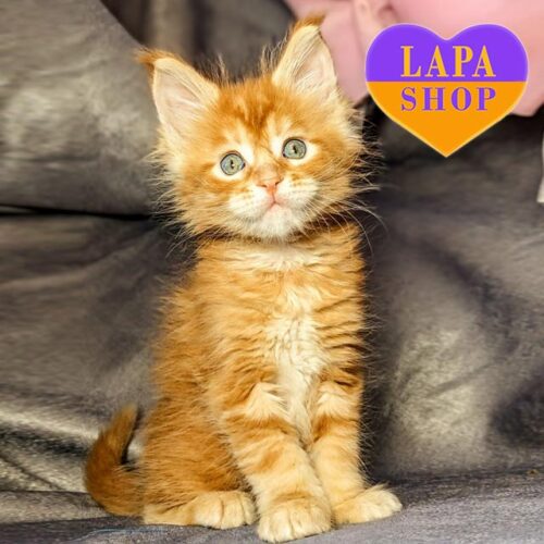 Невероятная красавица породы мейн-кун в роскошной красно-серебристой шубке с хорошими породными данными Olivia