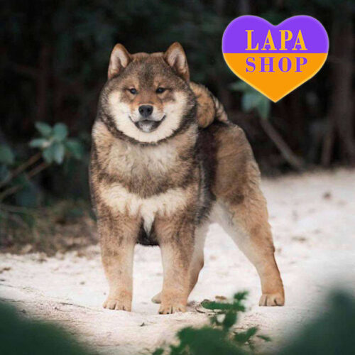 Mufasa — Handsome Shiba Inu Boy With Striking Color