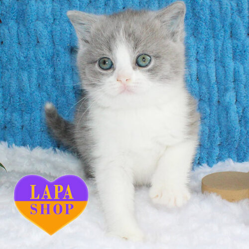 Милый британский котик Multik